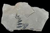 Pennsylvanian Fossil Fern (Neuropteris) Plate - Kentucky #176758-1